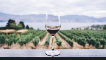 Wine glass overlooking grape field